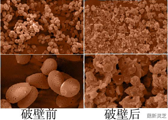 靈芝孢子粉破壁前后對(duì)比