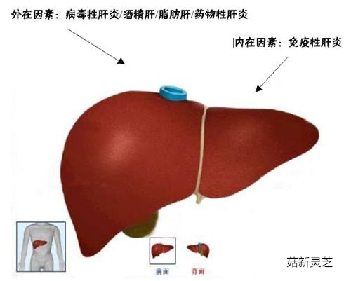 破壁靈芝孢子粉可保肝護(hù)肝