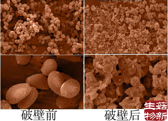 靈芝孢子粉破壁前后對(duì)比圖