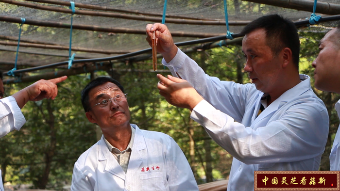 顧總率專家團隊對今年靈芝孢子粉對定量分析