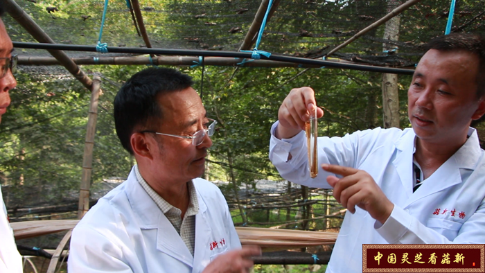 專家團對靈芝孢子粉進行分析