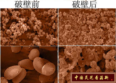 靈芝孢子粉破壁前后對(duì)比