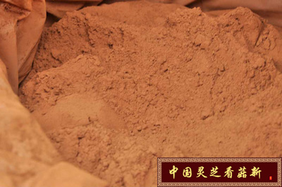 未破壁的靈芝孢子粉具有堅(jiān)硬的植物幾丁質(zhì)外殼