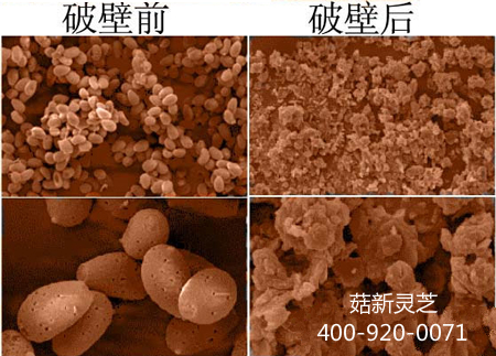 靈芝孢子粉一定要破壁