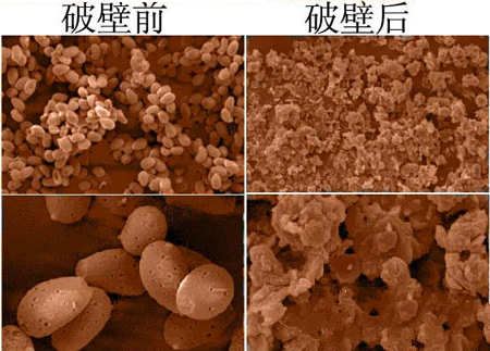 破壁以及未破壁的靈芝孢子粉的對(duì)比圖