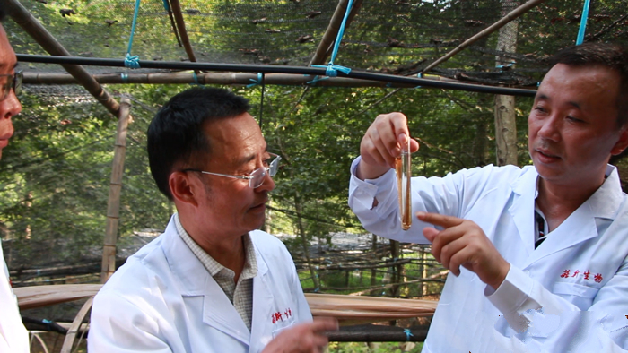 專家團(tuán)對靈芝孢子粉進(jìn)行分析