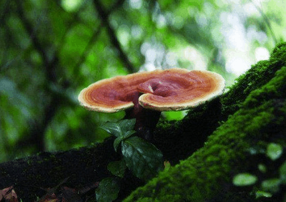 野生靈芝