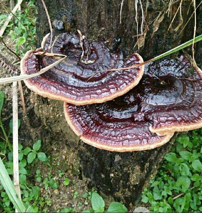 靈芝富含靈芝多糖、靈芝三萜等