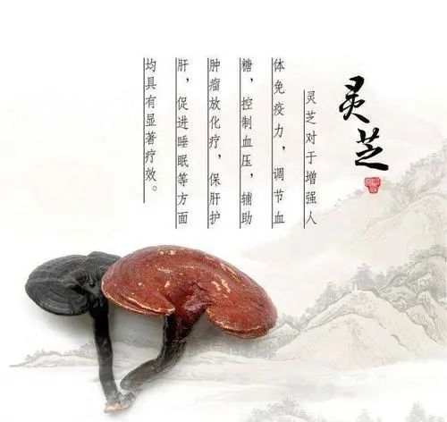 靈芝養(yǎng)生保健